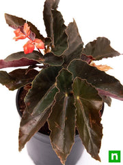 Begonia Maculata Pink - 5" Pot