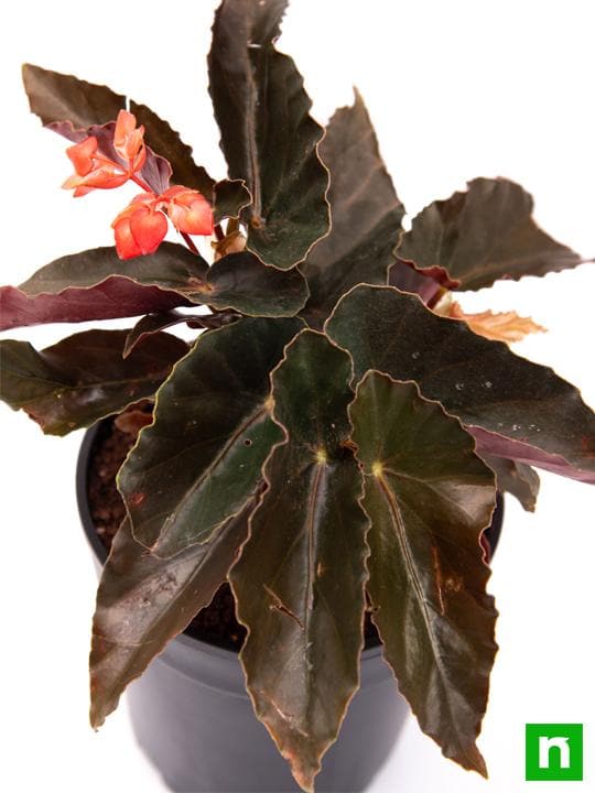 Begonia Maculata Pink - 5" Pot