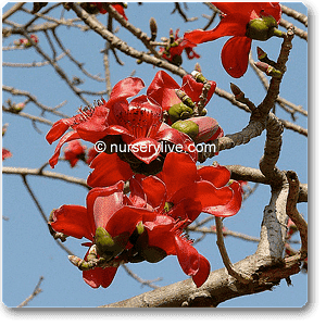 Red Silk Cotton - 10" Grow bag