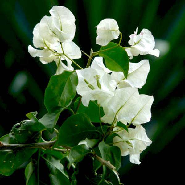 Bougainvillea Mixed - 10" Grow bag