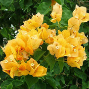 Bougainvillea Mixed - 10" Grow bag