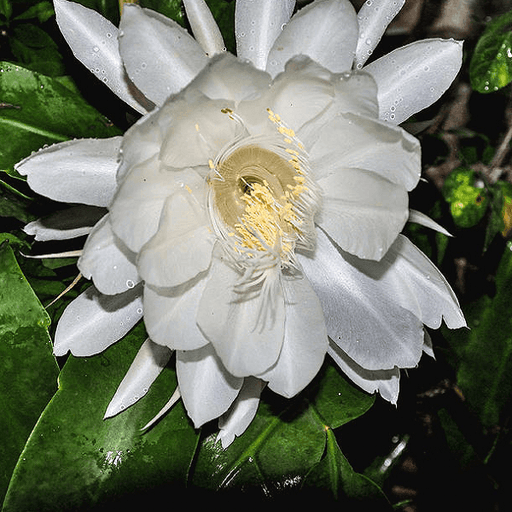 Queen of the Night - 6" Pot