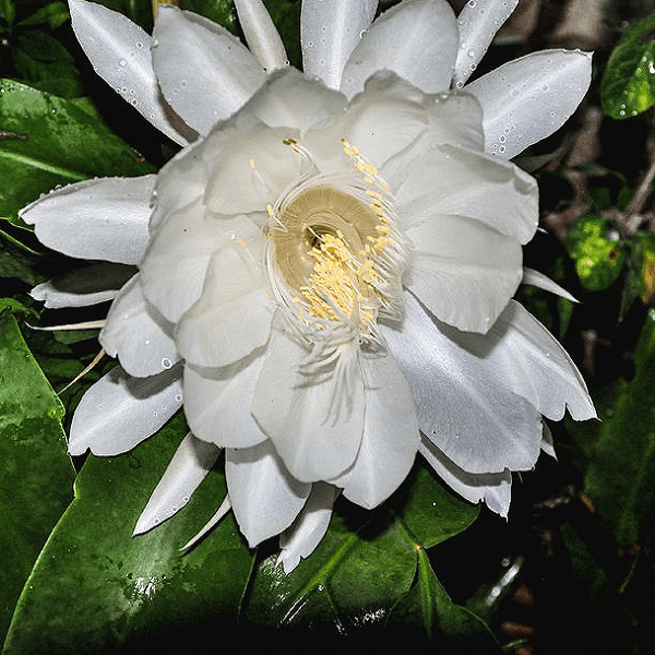 Queen of the Night - 10" Grow bag