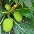 Breadfruit - 10" Grow bag
