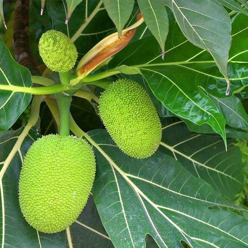 Breadfruit - 10" Grow bag