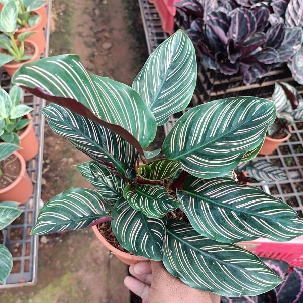 Calathea Ornata Variegated - 5" Pot