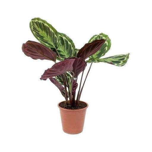 Calathea roseopicta medallion - 6" Pot