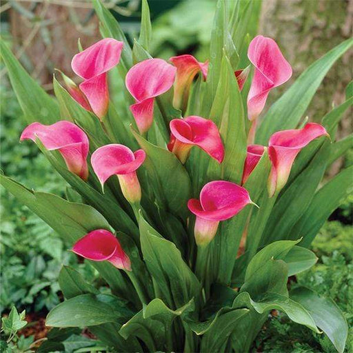 Calla Lily Pink - 6" Pot