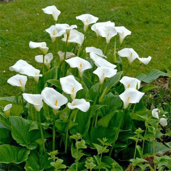 Calla Lily White - 6" Pot