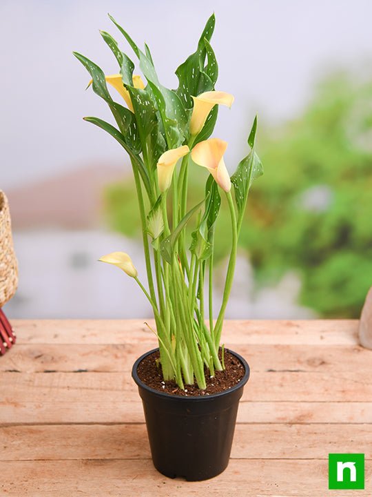 Calla Lily Yellow - 6" Pot