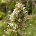 Catnip - 6" Grow bag