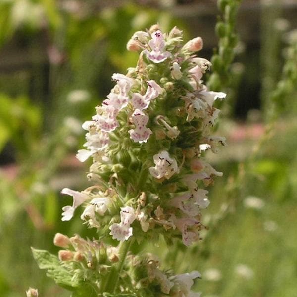 Catnip - 6" Grow bag