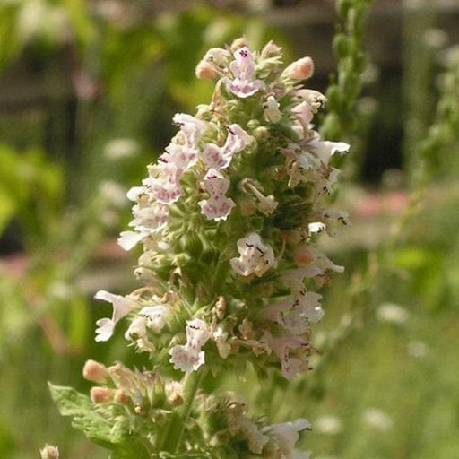Catnip - 6" Grow bag