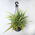 Spider Plant Variegated - 7" Hanging basket