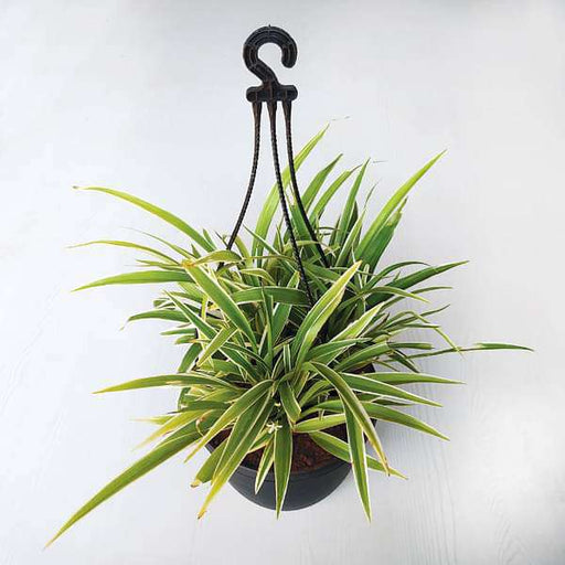 Spider Plant Variegated - 7" Hanging basket