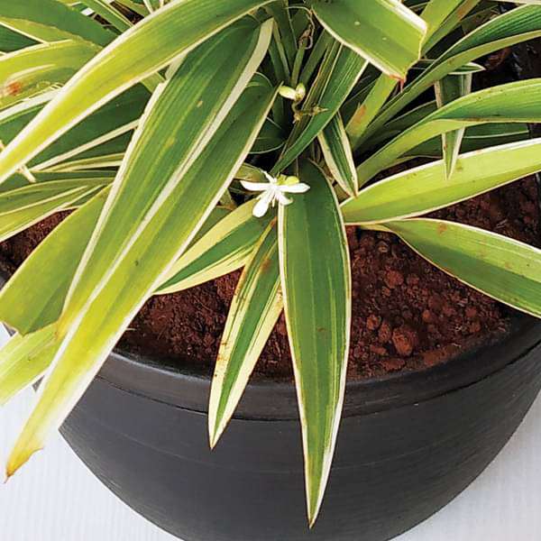 Spider Plant Variegated - 7" Hanging basket
