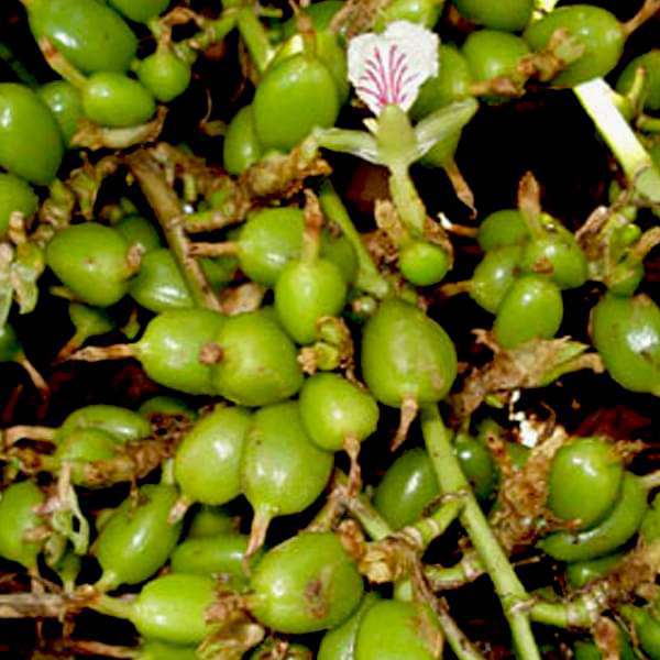 Choti Elaichi - 10" Grow bag