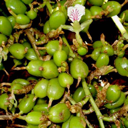 Choti Elaichi - 10" Grow bag