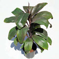Dracaena Mahatma Cordyline - 6" Pot