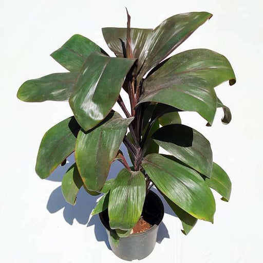 Dracaena Mahatma Cordyline - 6" Pot