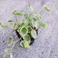 Cupid Peperomia Variegated - 3" Pot