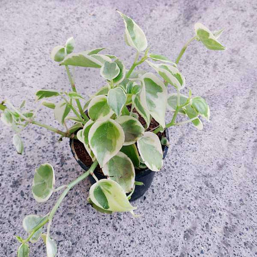 Cupid Peperomia Variegated - 4" Pot
