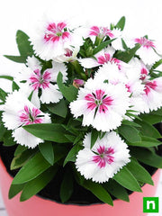 Dianthus White Pink - 4" Pot