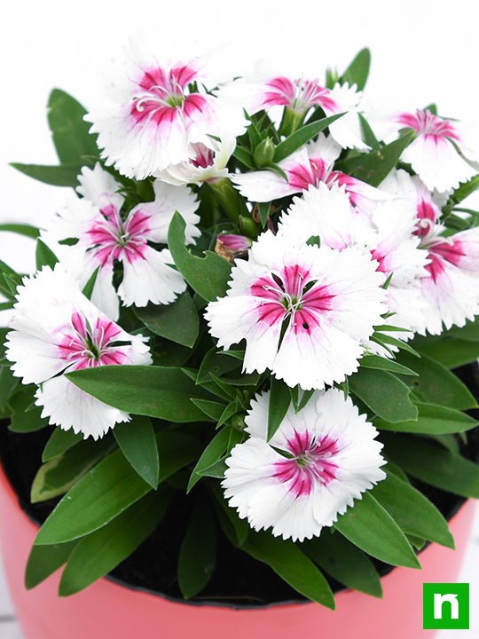 Dianthus White Pink - 4" Pot