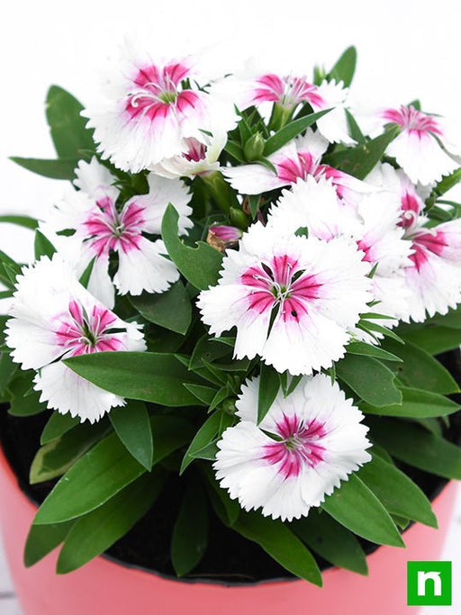 Dianthus White Pink - 4" Pot