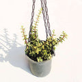 Elephant Bush Variegated - 8" Hanging basket