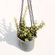 Elephant Bush Variegated - 8" Hanging basket
