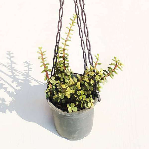 Elephant Bush Variegated - 8" Hanging basket