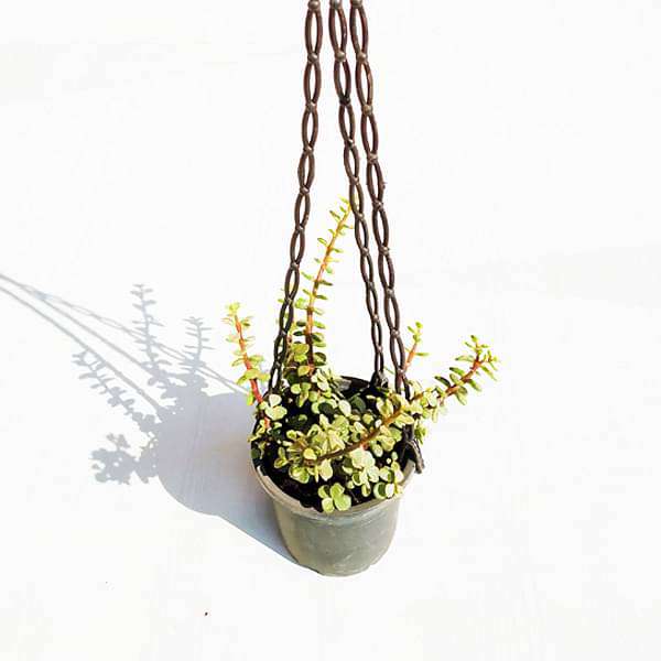 Elephant Bush Variegated - 8" Hanging basket