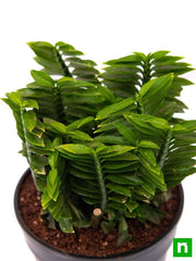 Devil's Backbone Cream - 5" Pot