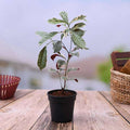 Excoecaria Bicolor Variegated - 5" Pot