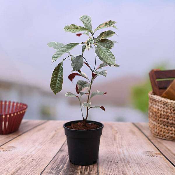 Excoecaria Bicolor Variegated - 5" Pot
