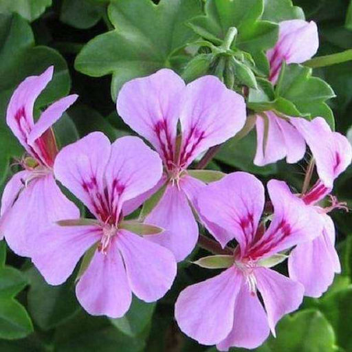 Geranium Ivy Mixed - 5" Pot