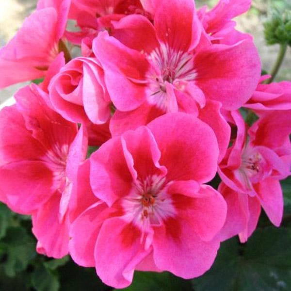 Geranium Ivy Mixed - 5" Pot
