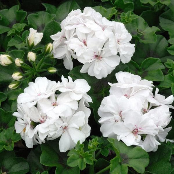 Geranium Ivy Mixed - 5" Pot