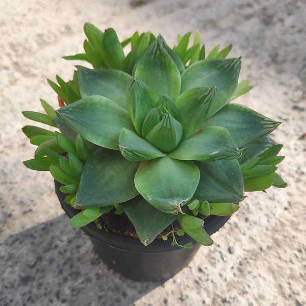 Haworthia Cymbiformis - 3" Pot