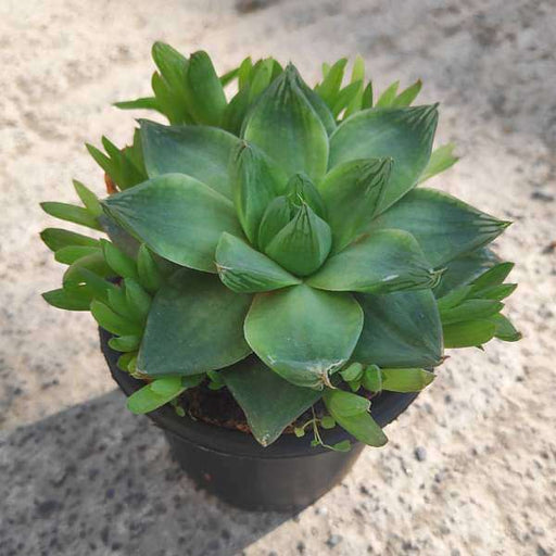 Haworthia Cymbiformis - 3" Pot