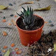 Haworthia Reinwardtii - 3" Pot