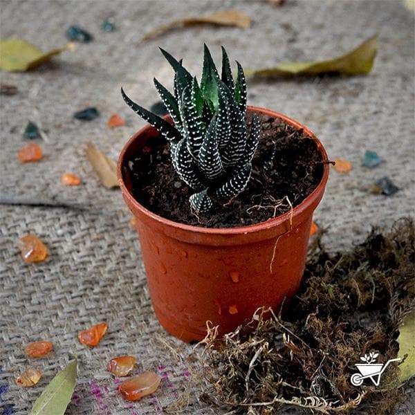 Haworthia Reinwardtii - 3" Pot