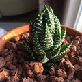 Haworthia Reinwardtii - 3" Pot