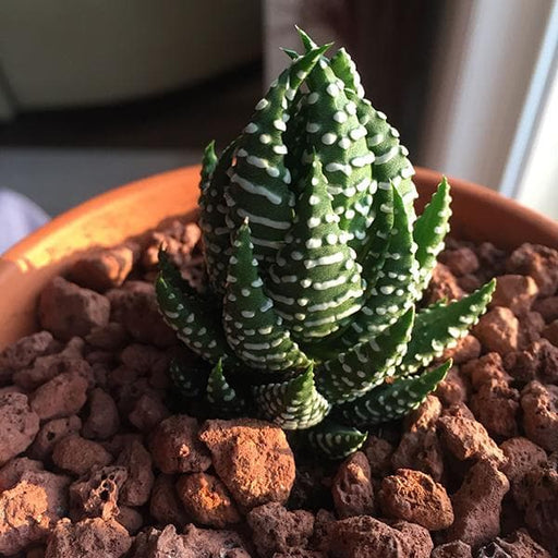 Haworthia Reinwardtii - 3" Pot