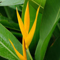 Heliconia Psittacorum Golden Tourch Yellow - 6" Pot