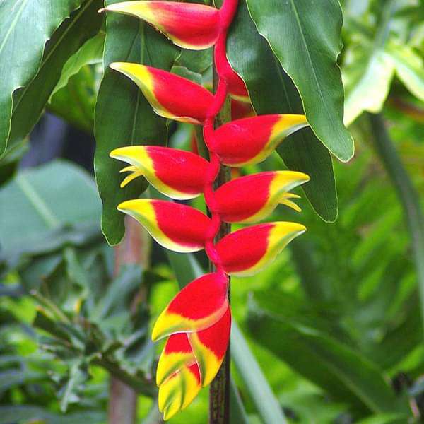 Heliconia - 10" Grow bag