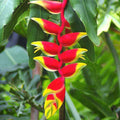 Heliconia - 6" Pot