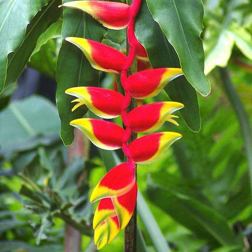 Heliconia - 6" Pot