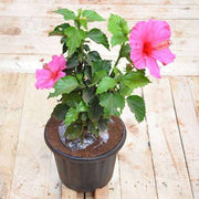 Hibiscus Pink - 10" Pot